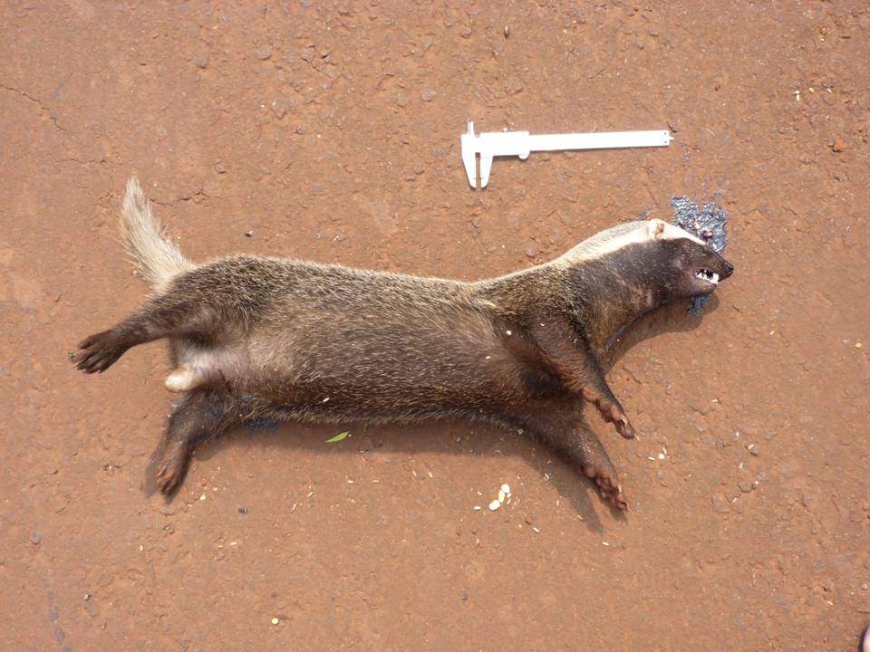 FIGURE 1 FIGURE 1